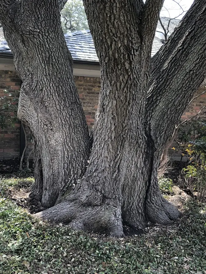 Mature heritage tree close to a Keavy property cared for by certified arborists
